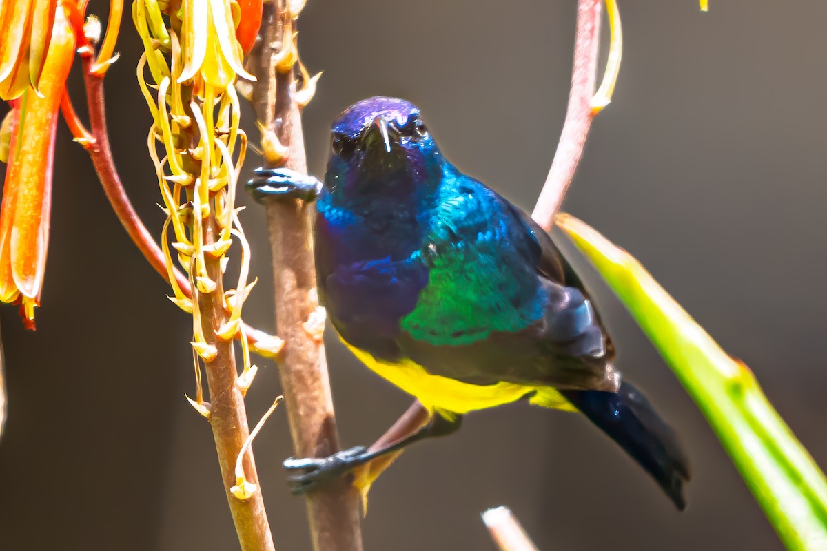Variable Sunbird - ML641875840