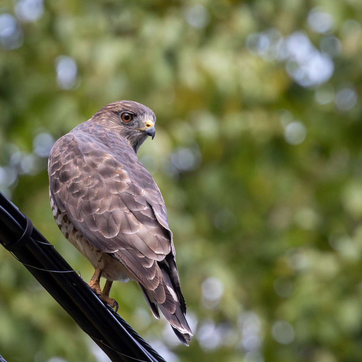 Broad-winged Hawk - ML641875914