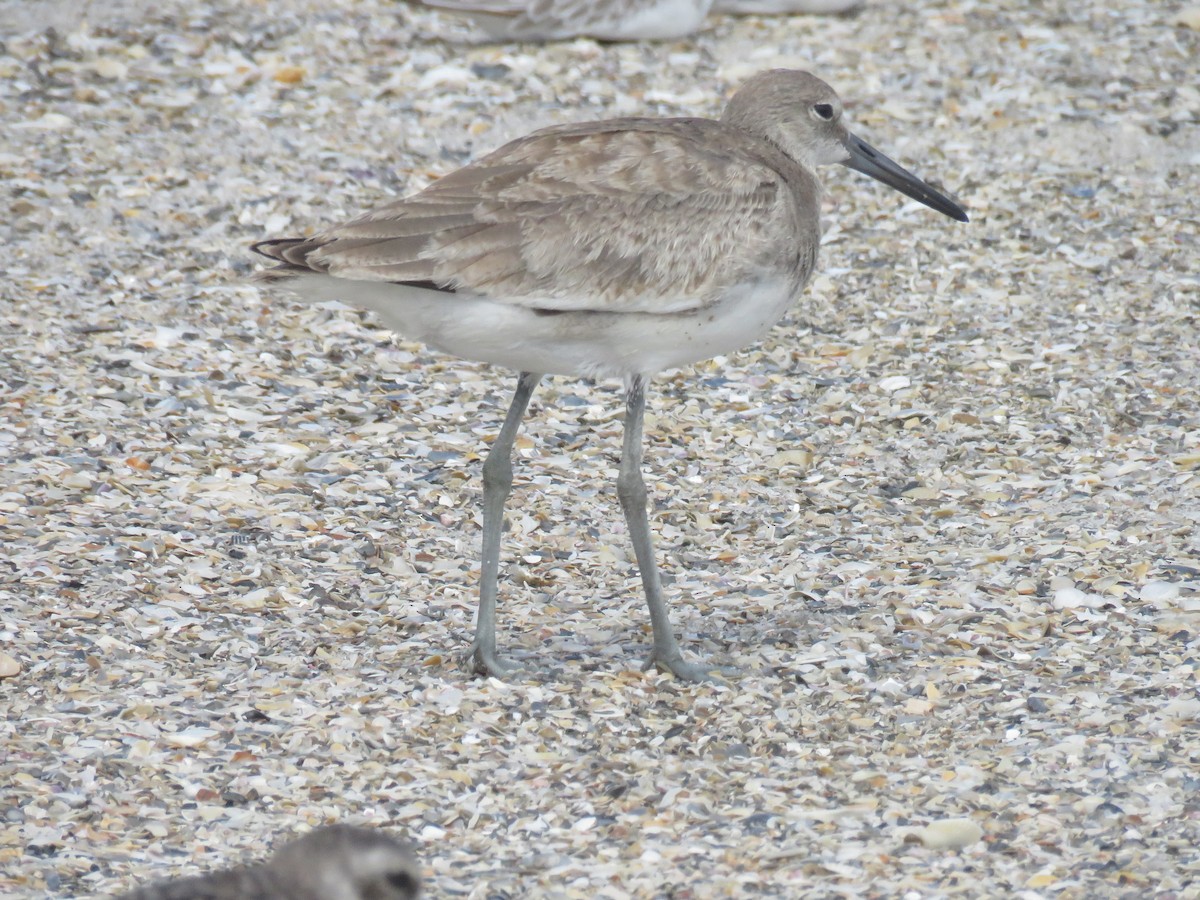 Willet - ML641875958