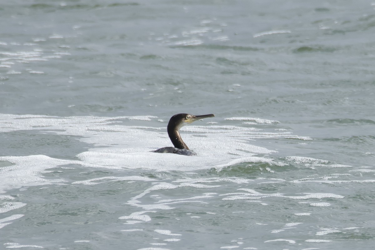 European Shag - ML641875970