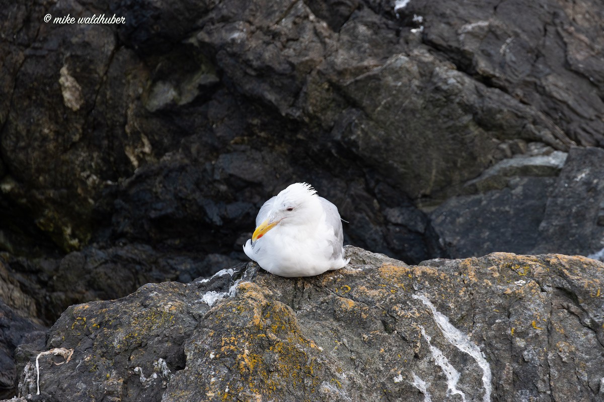 Glaucous-winged Gull - ML641875978