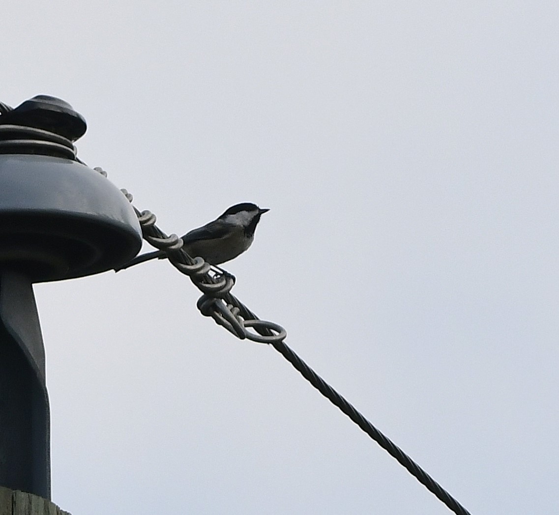 Black-capped Chickadee - ML641875996