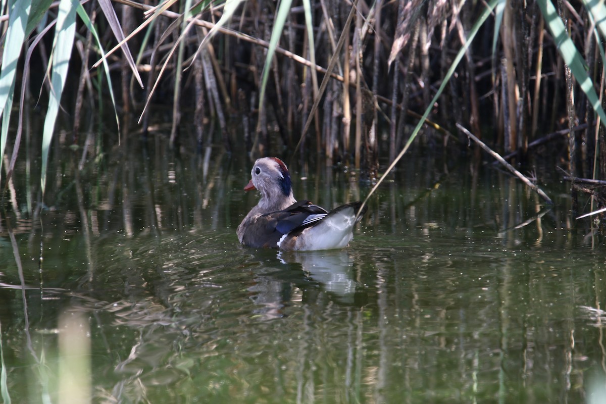Mandarin Ördeği - ML641875997