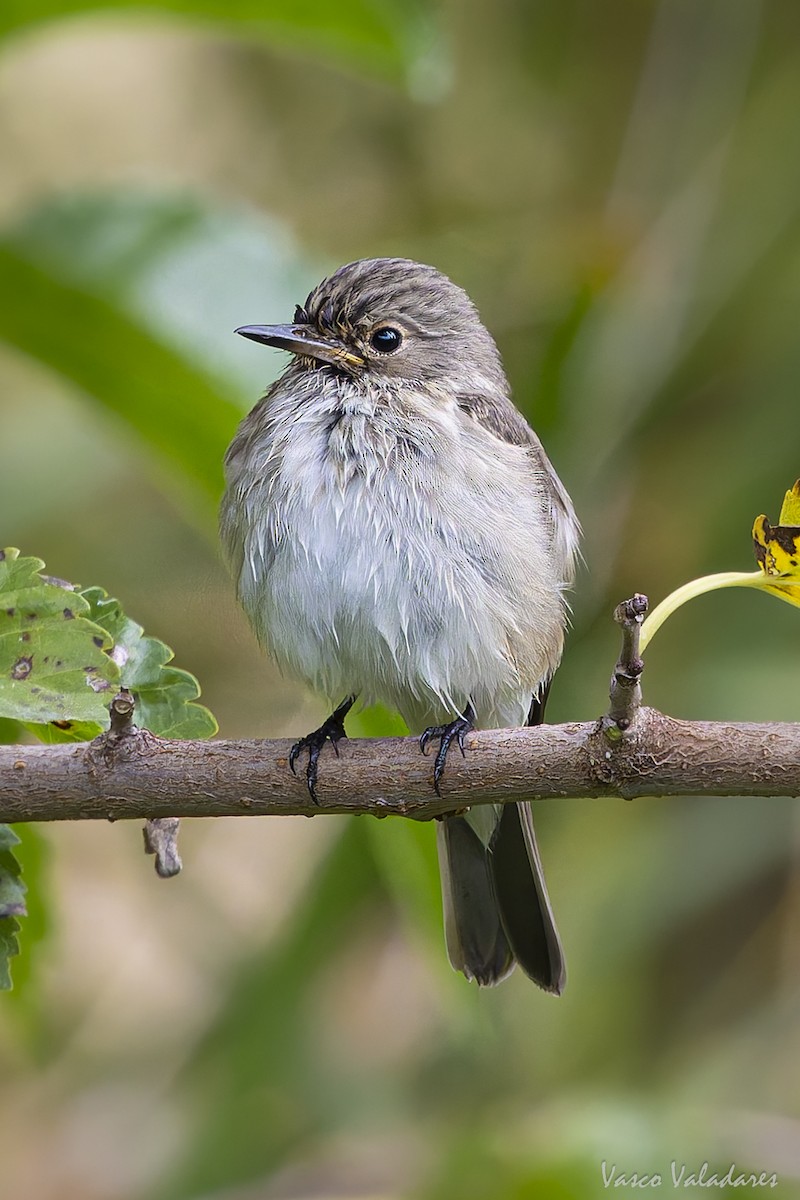 Spotted Flycatcher - ML641876021