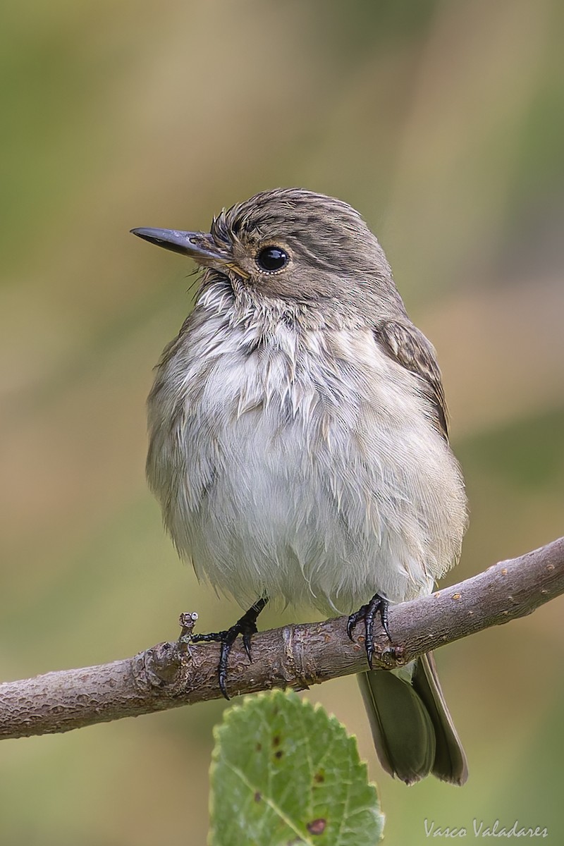 Spotted Flycatcher - ML641876029