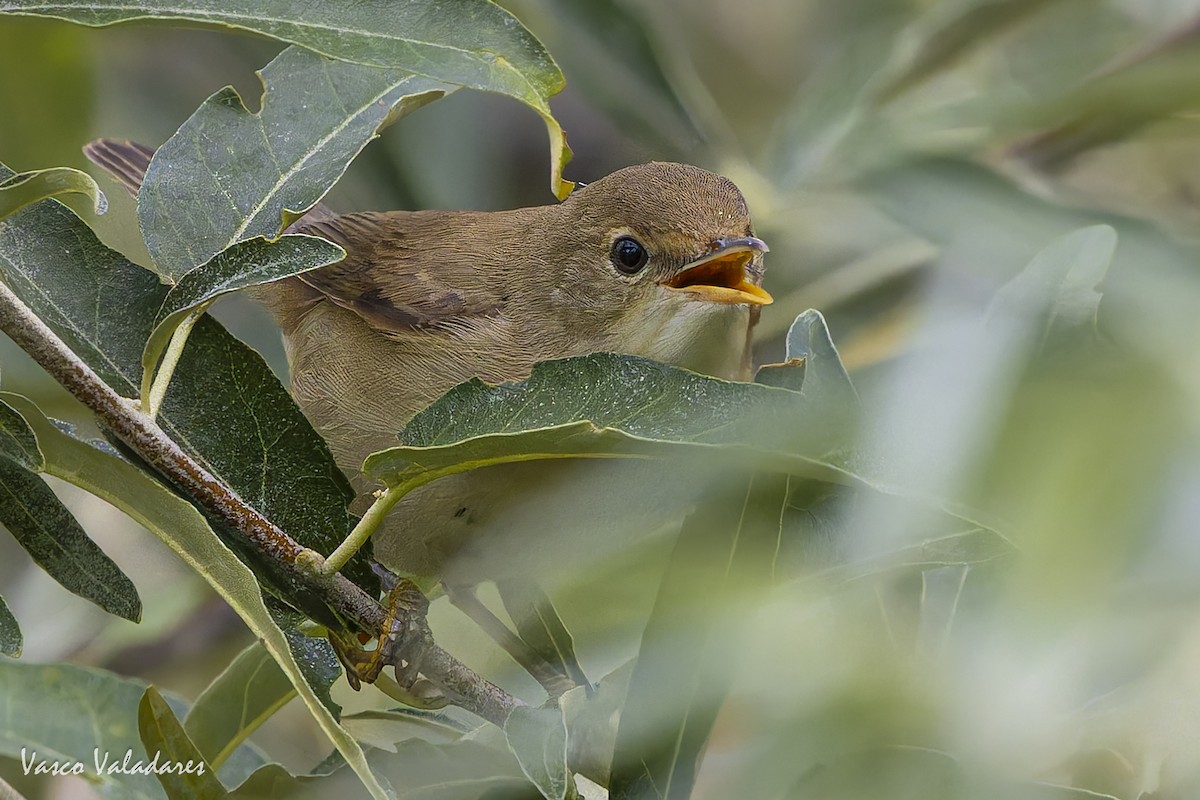 Common Reed Warbler - ML641876040