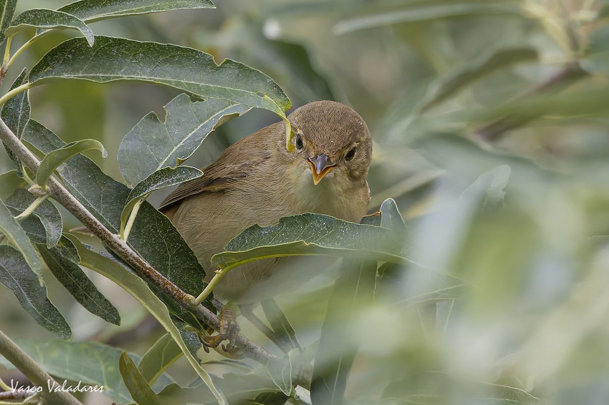Common Reed Warbler - ML641876041
