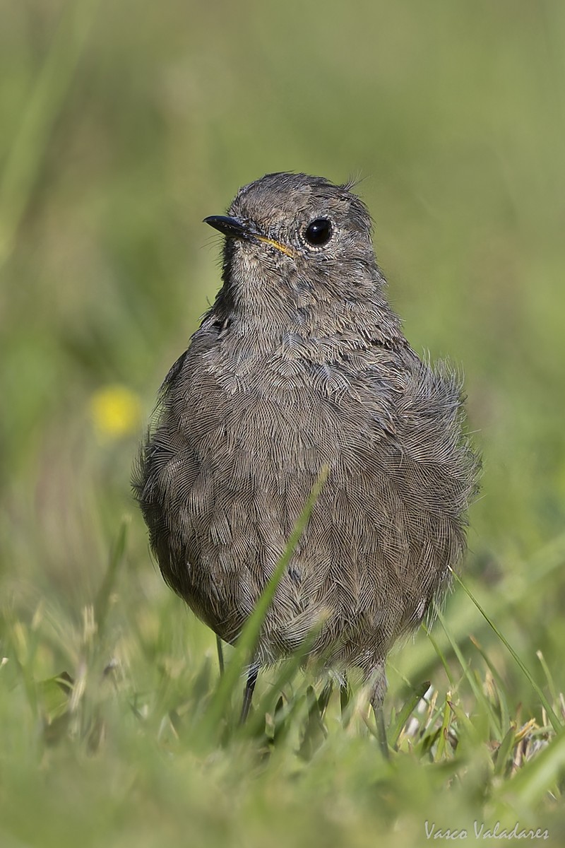 Black Redstart - ML641876063
