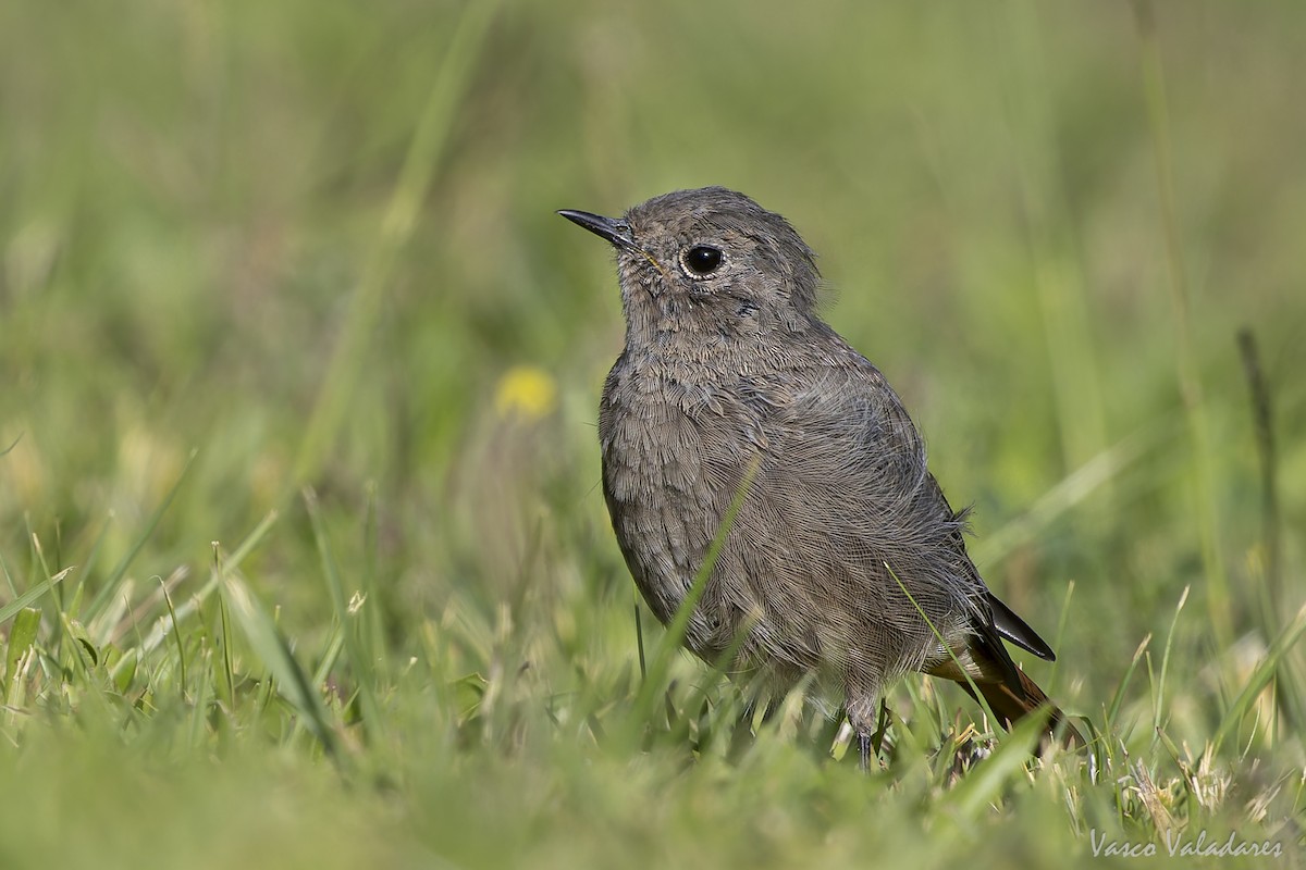 Black Redstart - ML641876064
