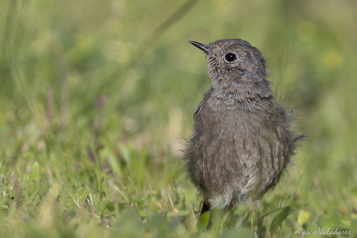 Black Redstart - ML641876065