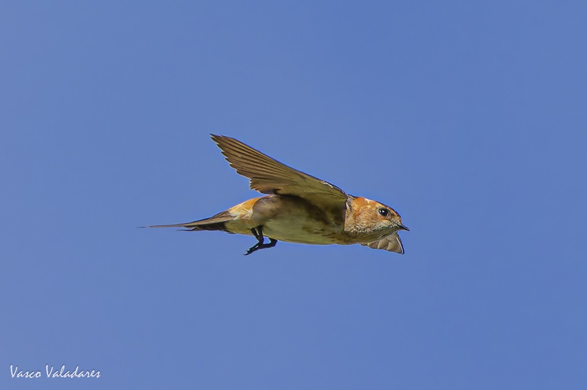 European Red-rumped Swallow - ML641876087