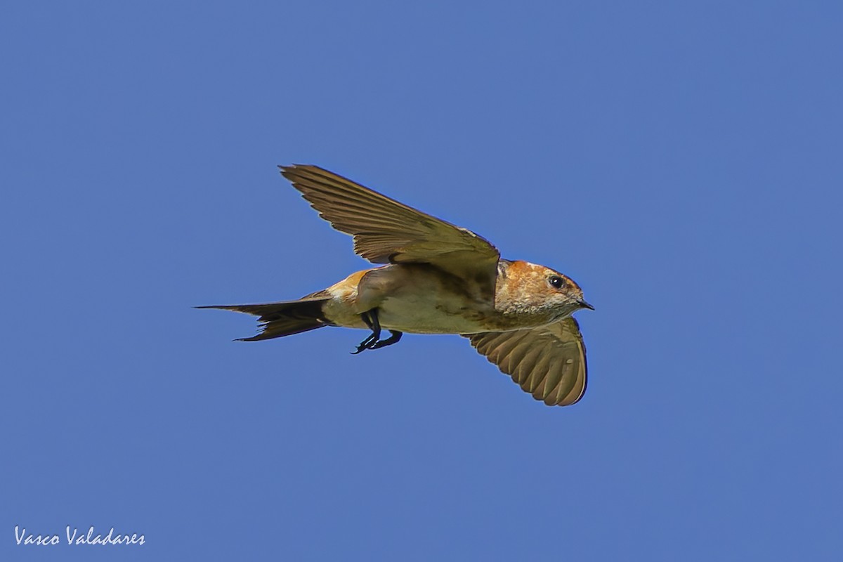 European Red-rumped Swallow - ML641876088