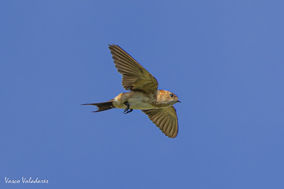 European Red-rumped Swallow - ML641876089