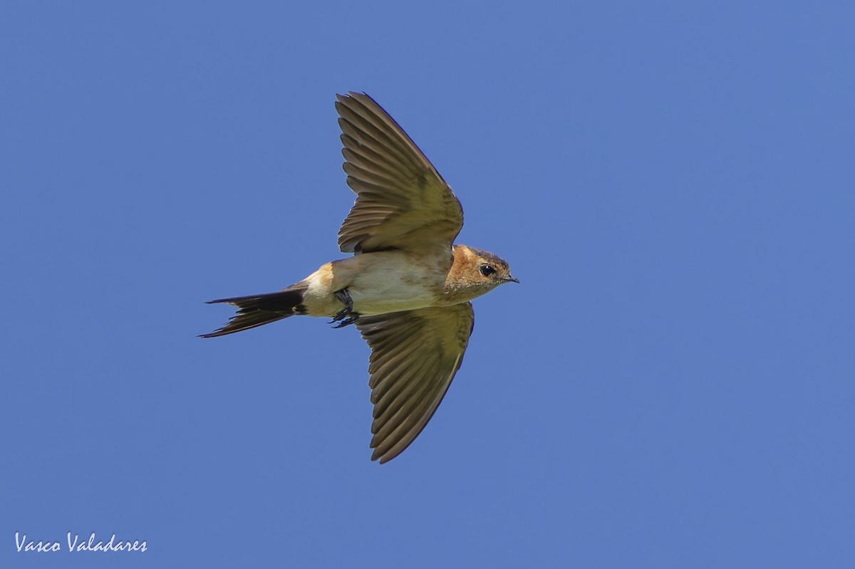 European Red-rumped Swallow - ML641876090