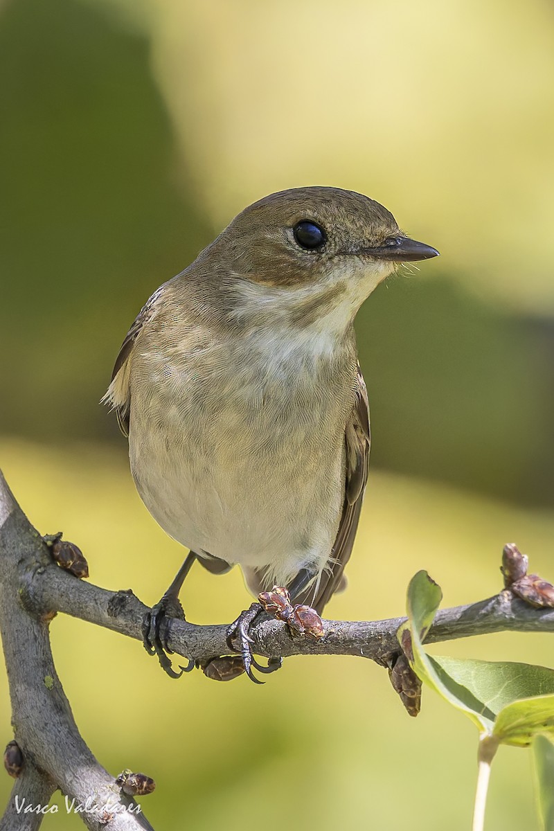 European Pied Flycatcher - ML641876116