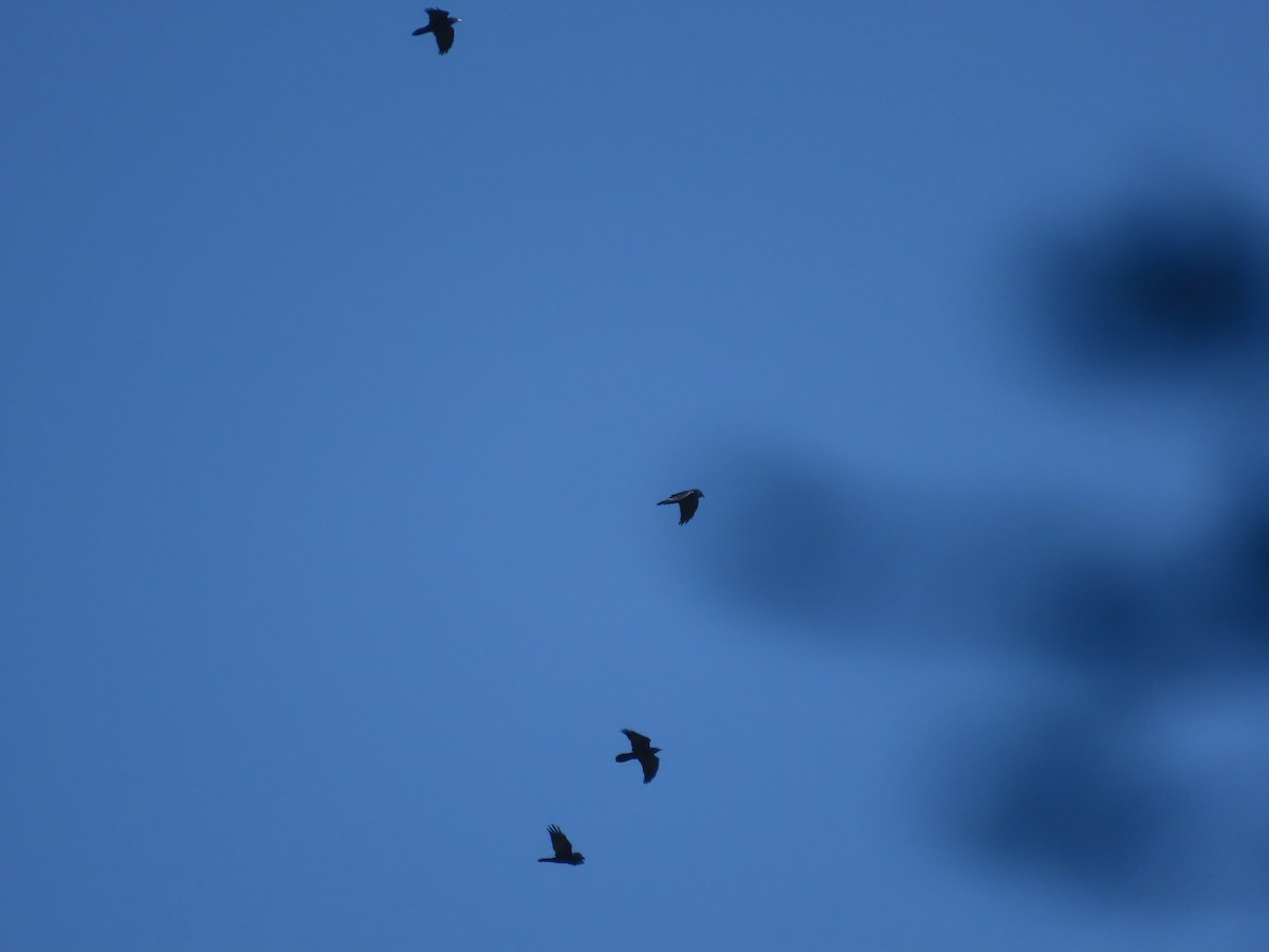 Common Raven - ML641876135
