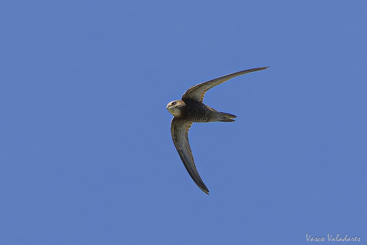 Pallid Swift - ML641876145