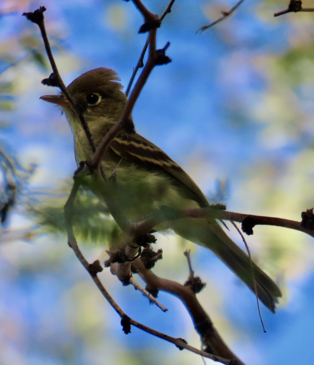Western Flycatcher - ML641876157