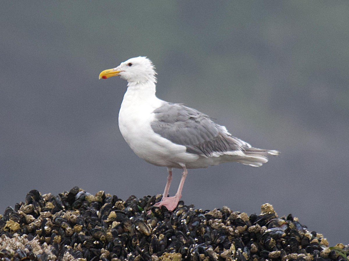 Glaucous-winged Gull - ML641876185
