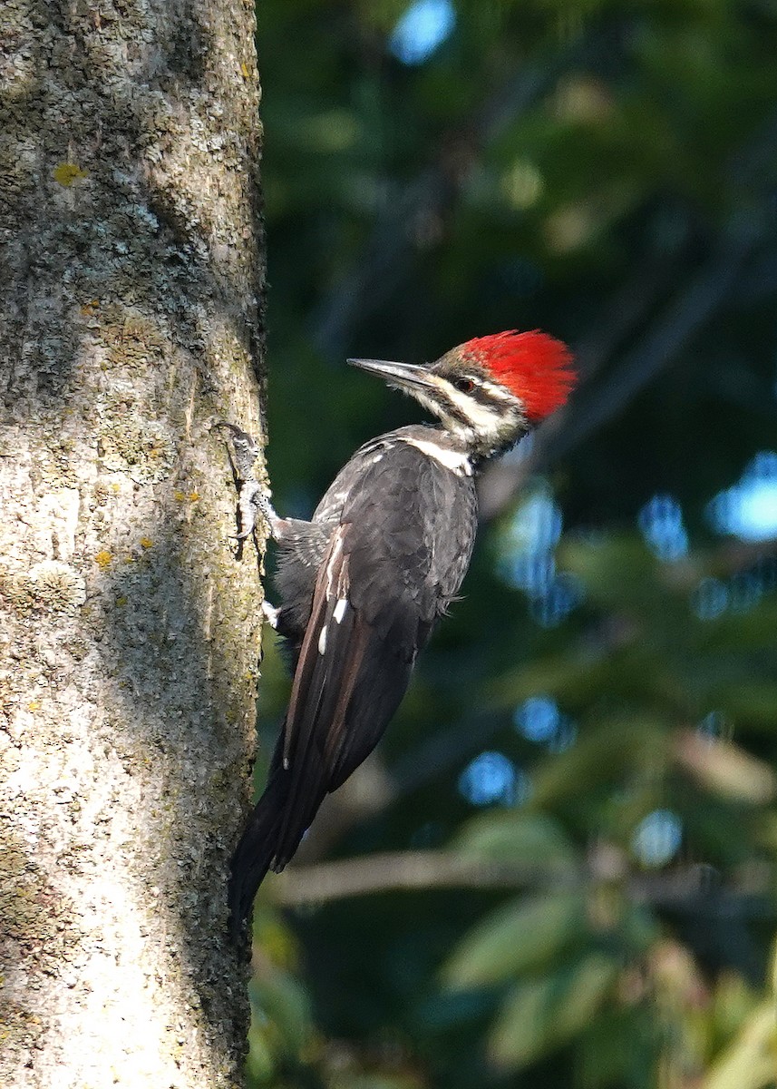 Pileated Woodpecker - ML641876186
