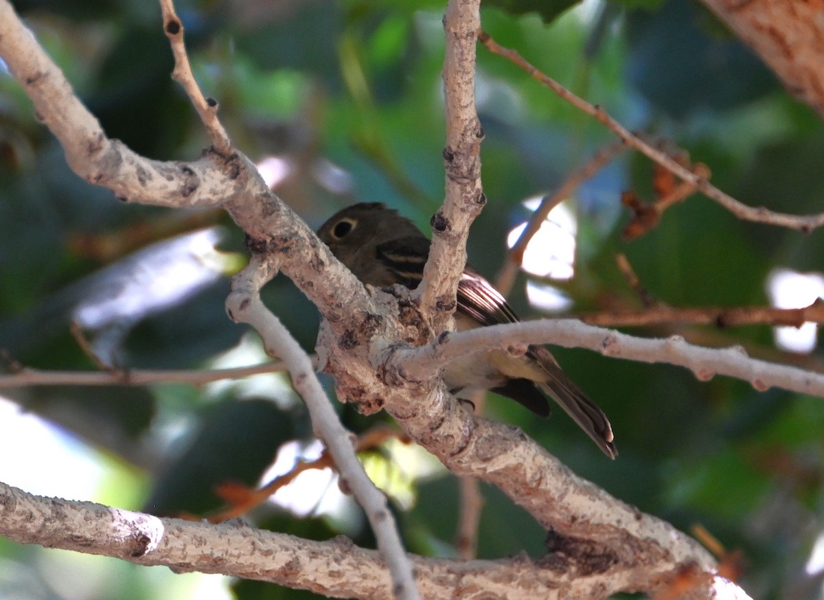 Western Flycatcher - ML641876204