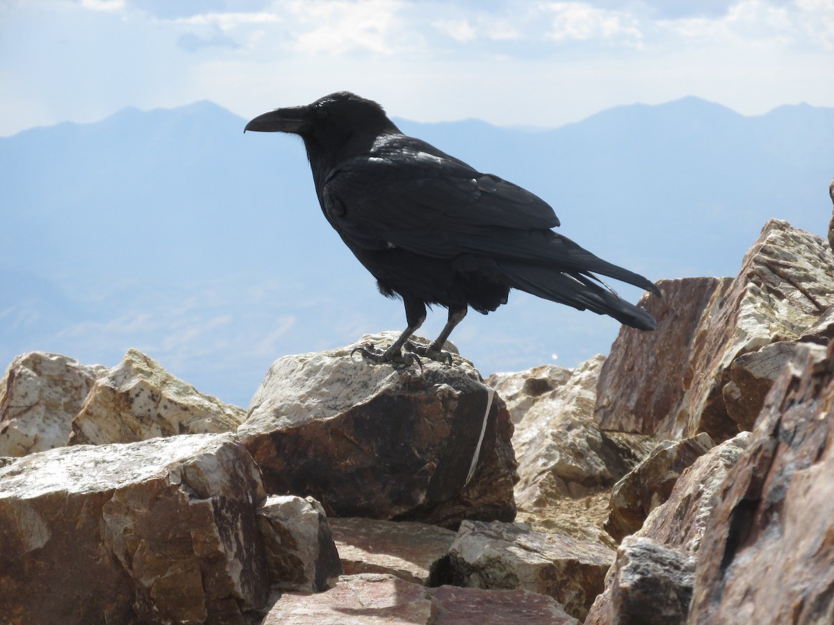 Common Raven - ML641876206