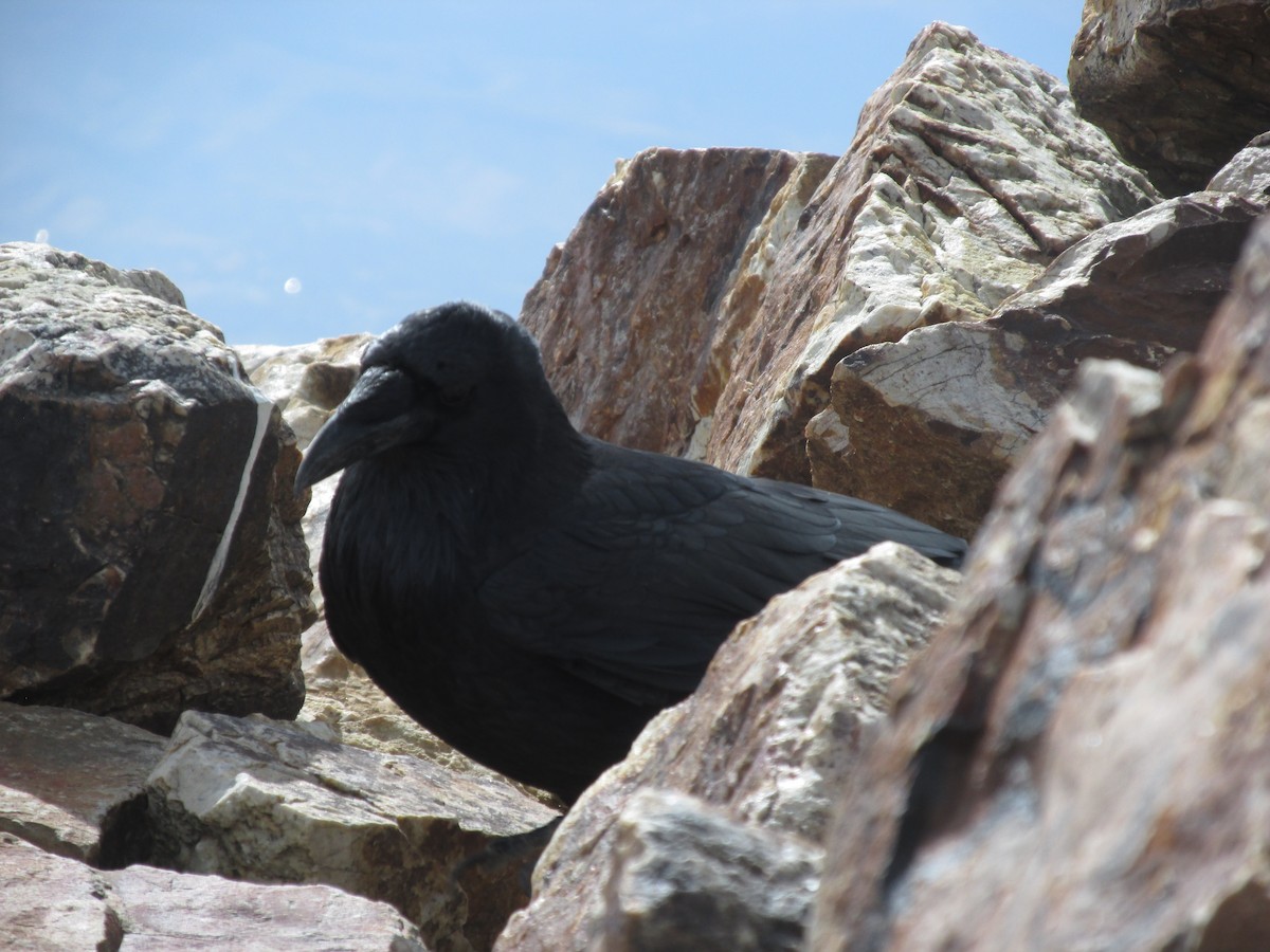 Common Raven - ML641876209
