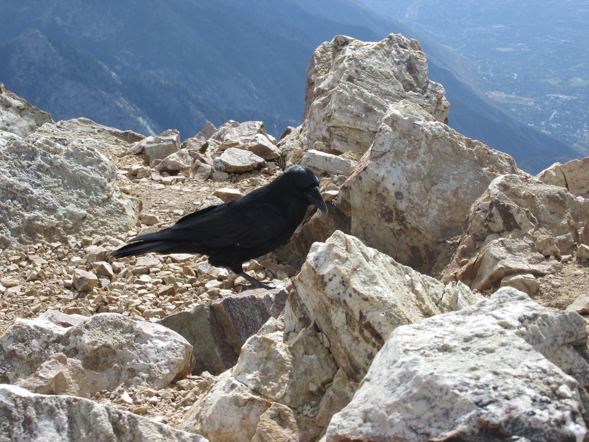 Common Raven - ML641876210