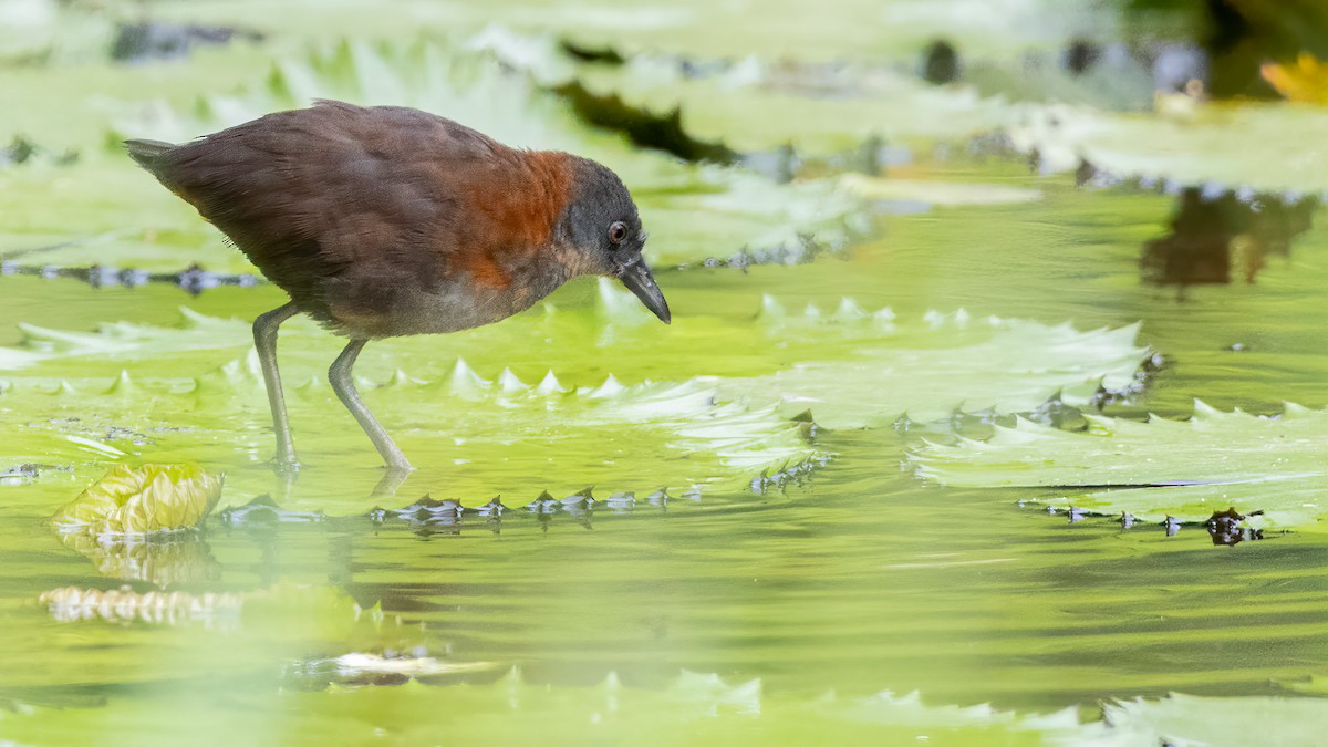 Ruddy Crake - ML641876221