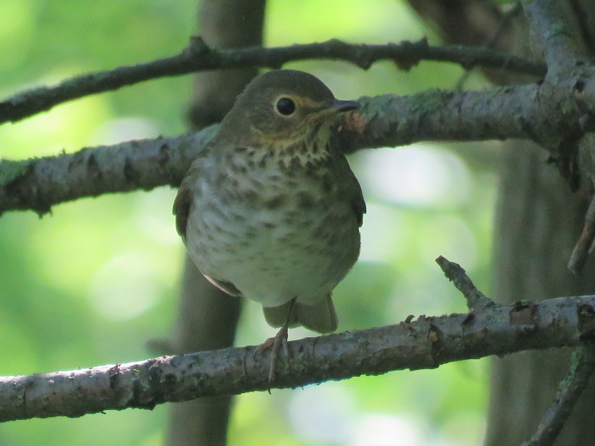Swainson's Thrush - ML641876238