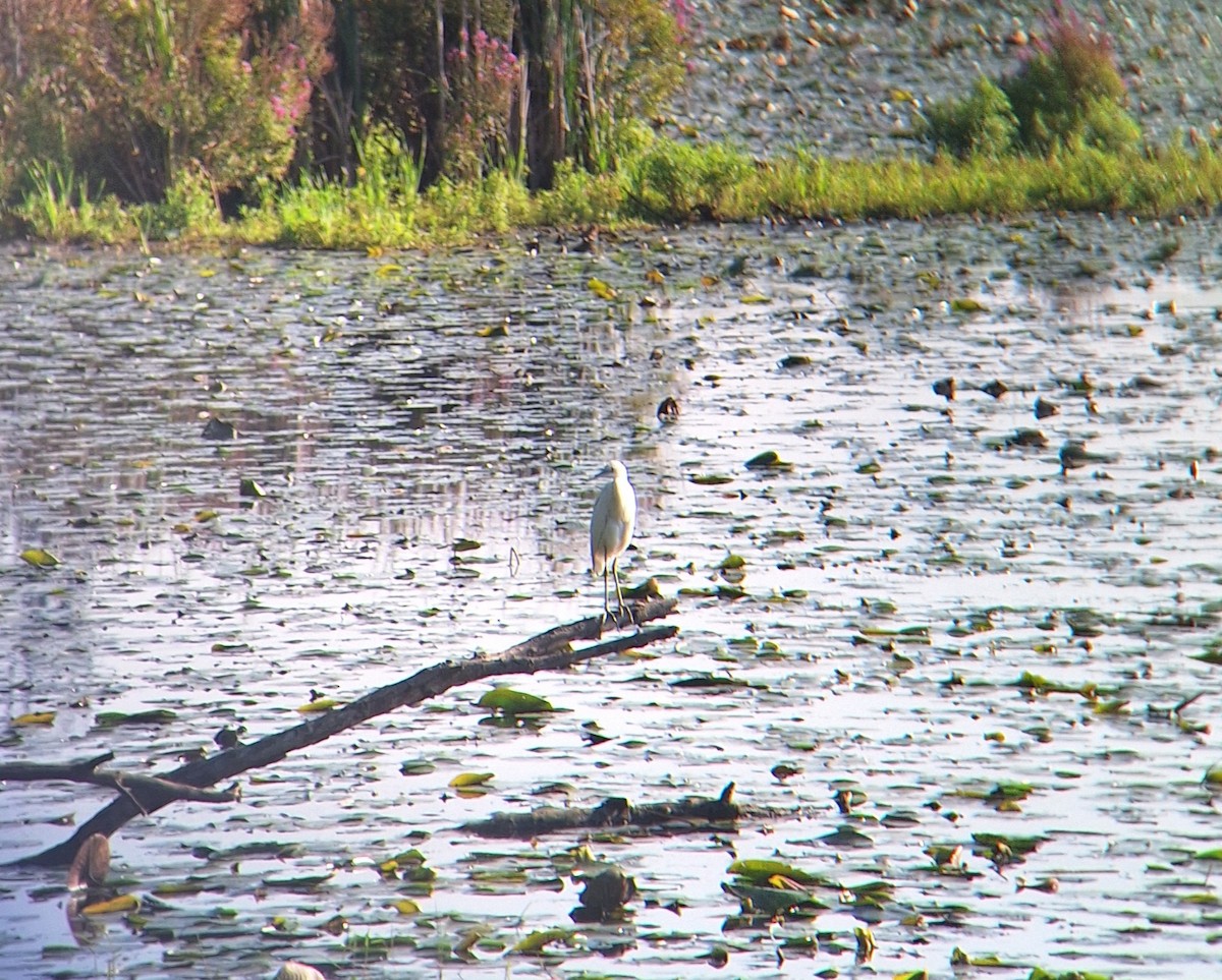 Little Blue Heron - ML641876244