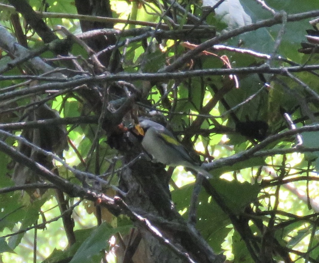 Golden-winged Warbler - ML641876250