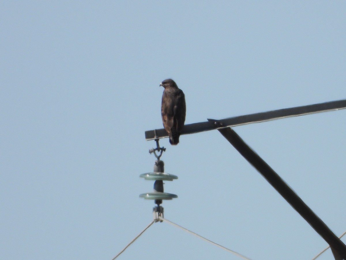 Mäusebussard - ML641876254