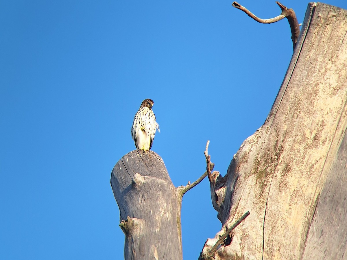 Cooper's Hawk - ML641876255