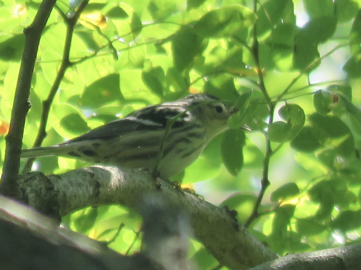 Black-and-white Warbler - ML641876266