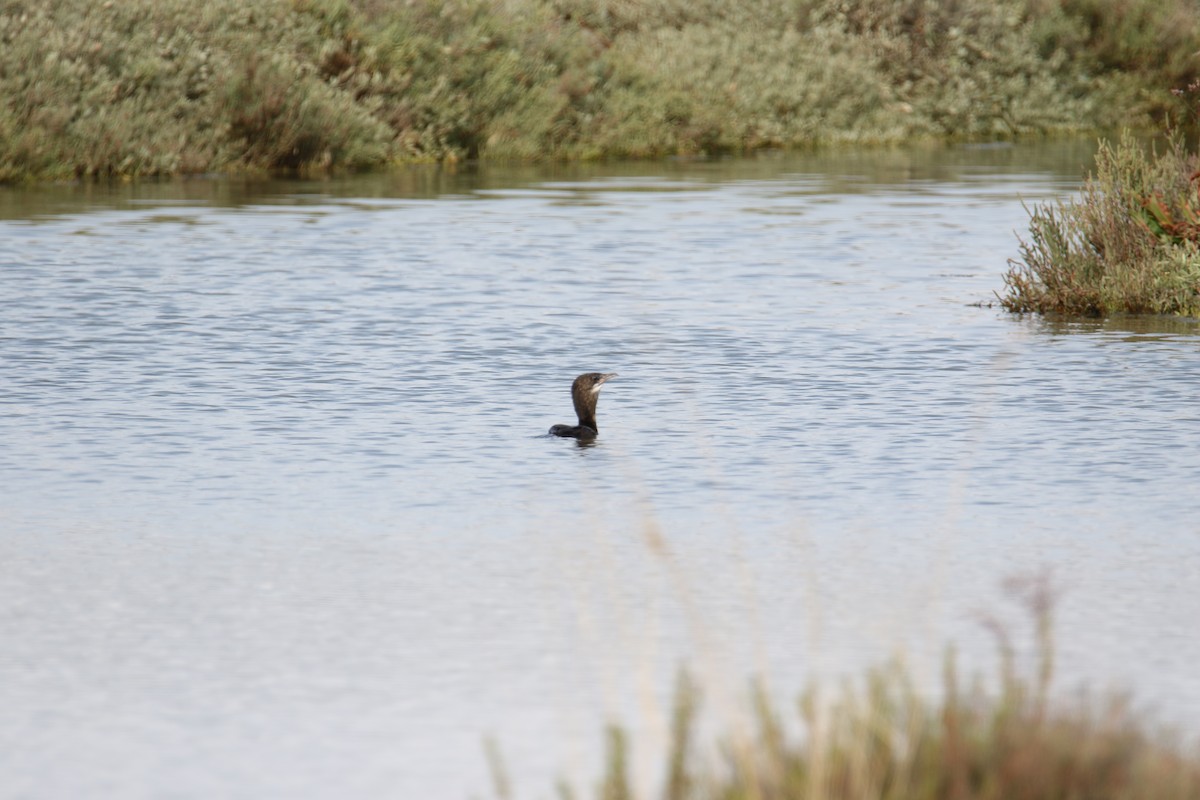 Cormoran pygmée - ML641876268