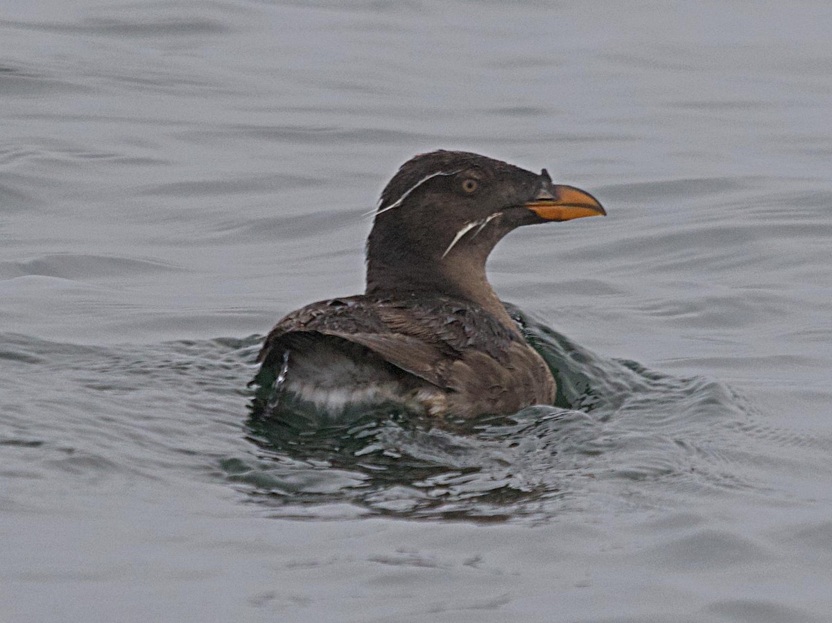 Rhinoceros Auklet - ML641876272