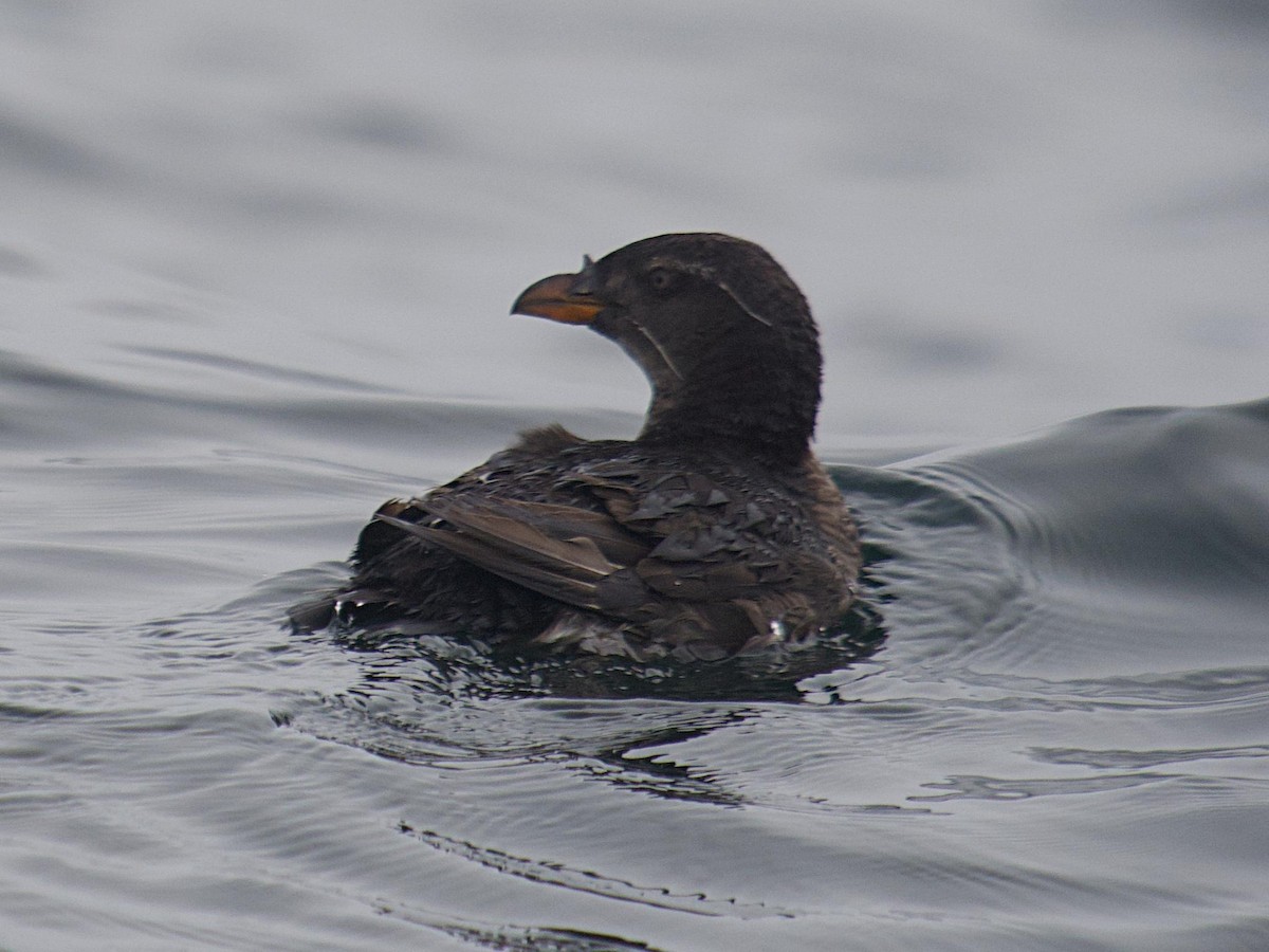 Rhinoceros Auklet - ML641876273