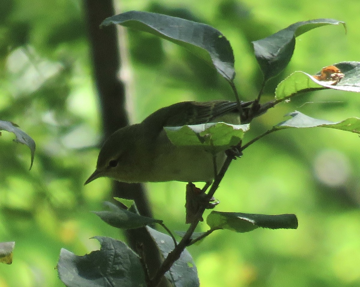 Tennessee Warbler - ML641876285