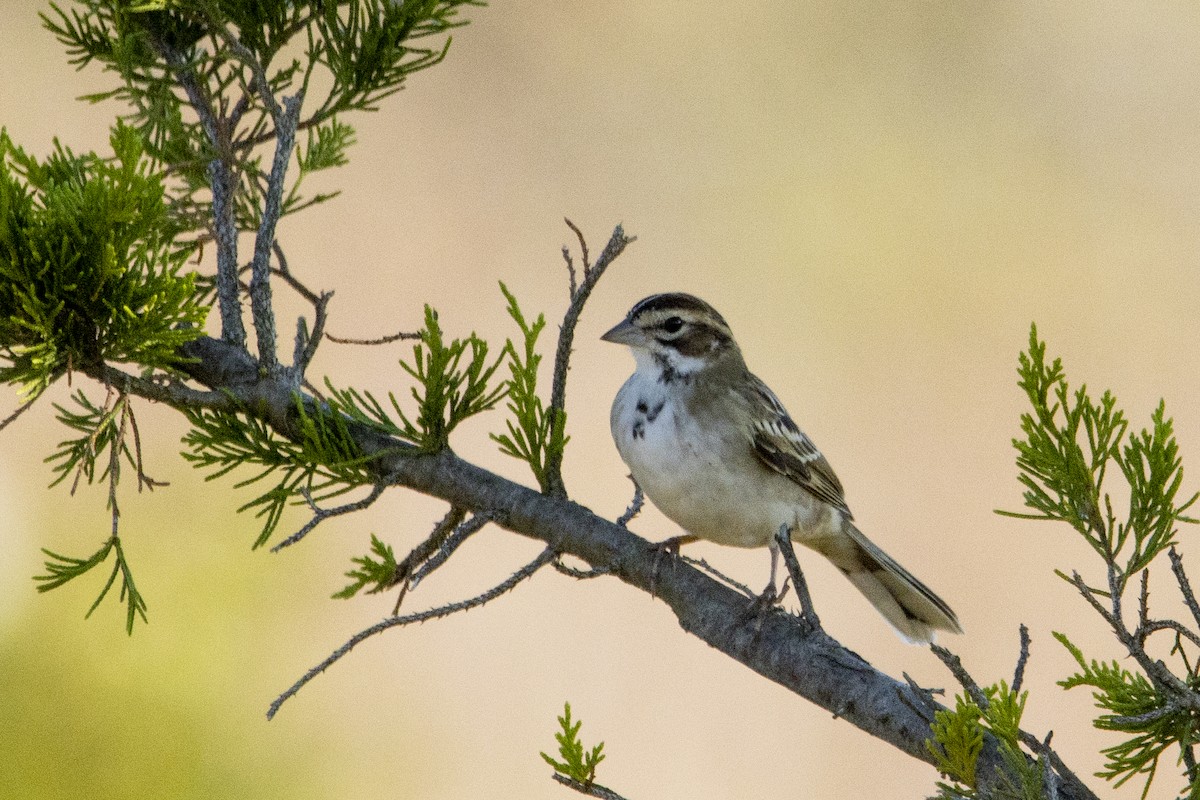 Lark Sparrow - ML641876295