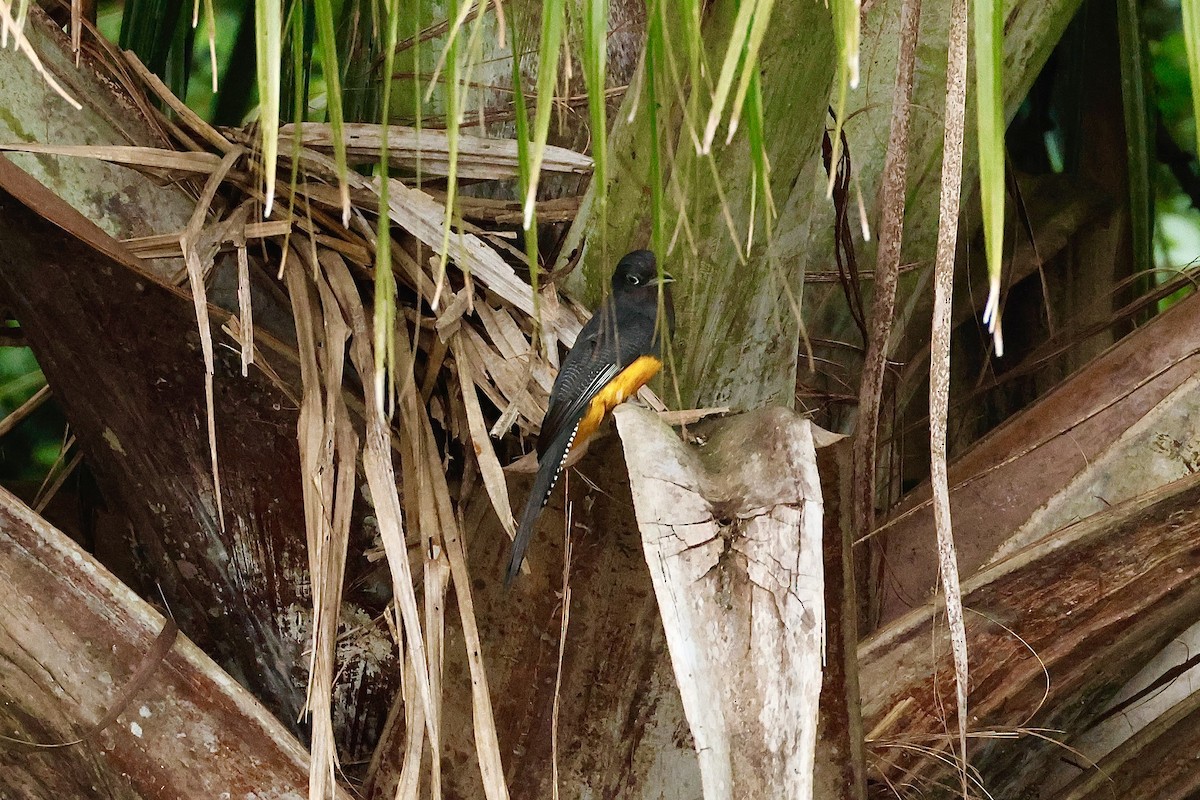 trogon zelenohřbetý - ML641876300