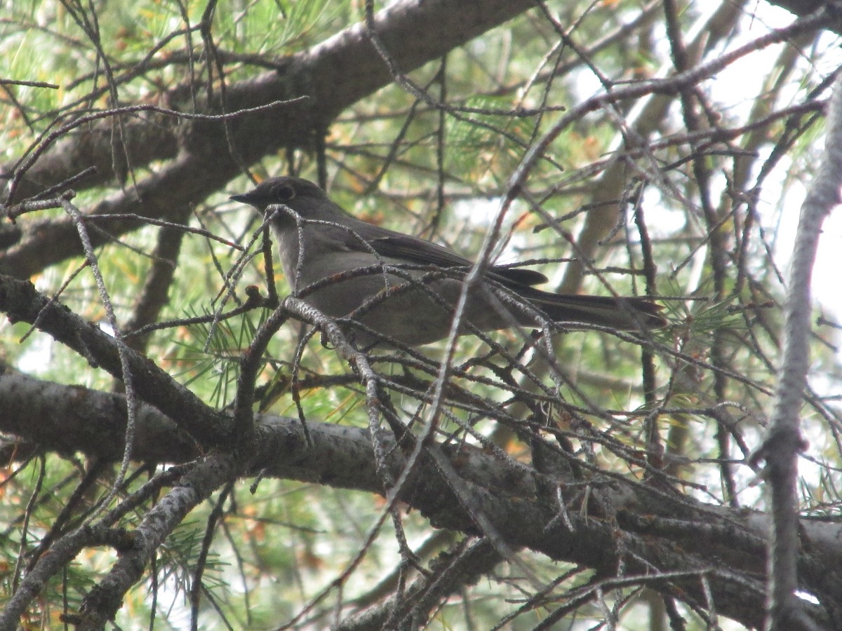 Townsend's Solitaire - ML641876310