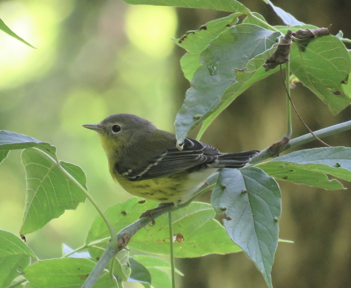 Magnolia Warbler - ML641876312