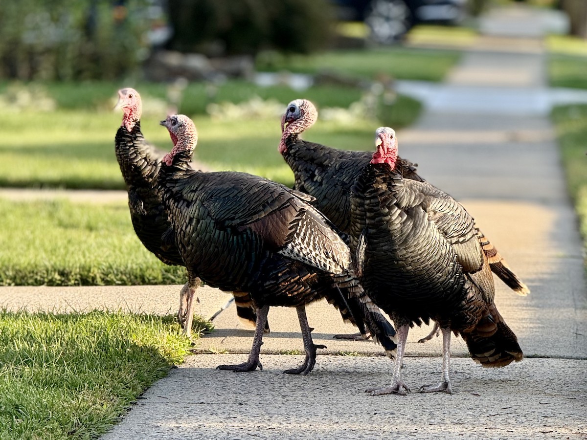 Guajolote Gallipavo - ML641876315