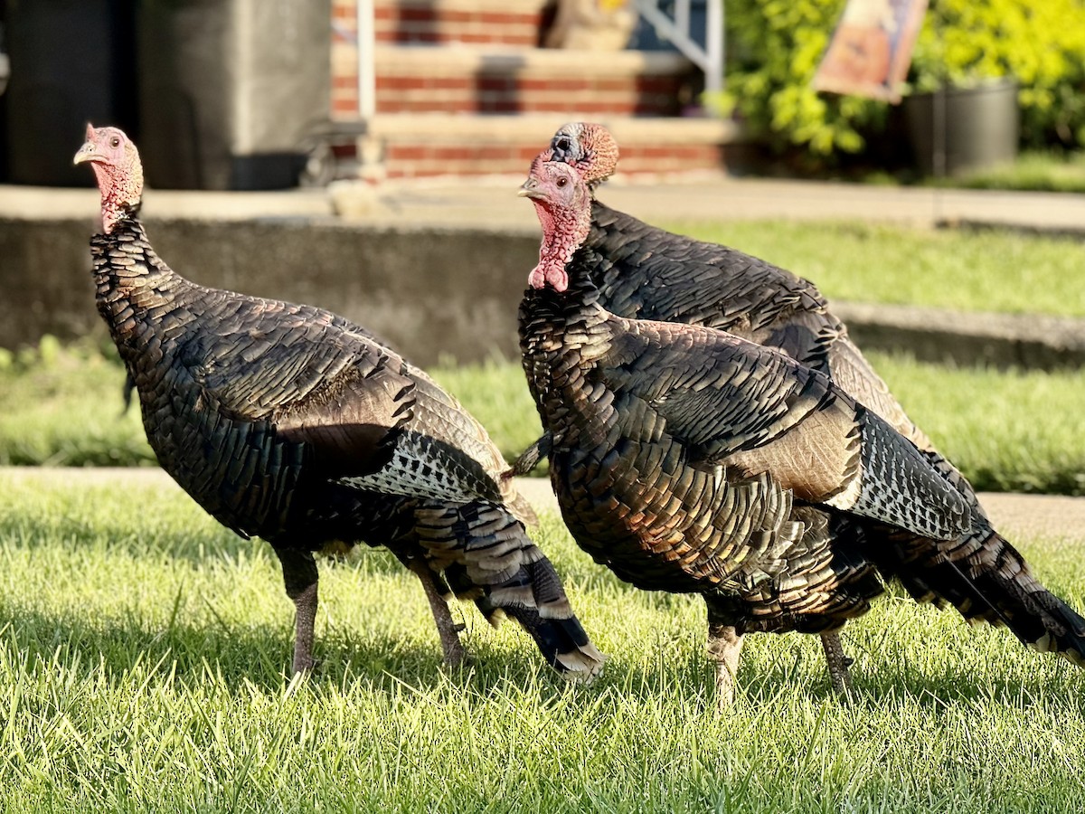 Guajolote Gallipavo - ML641876316