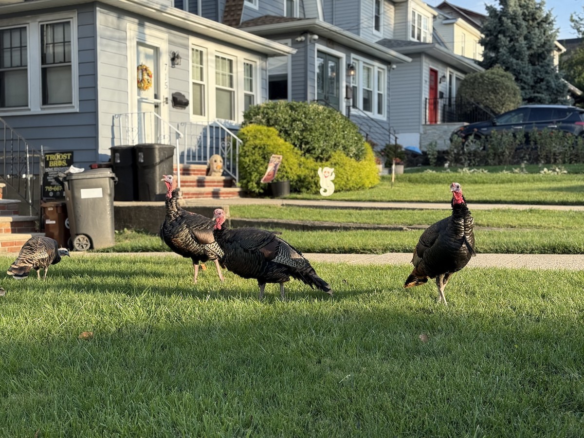 Guajolote Gallipavo - ML641876317