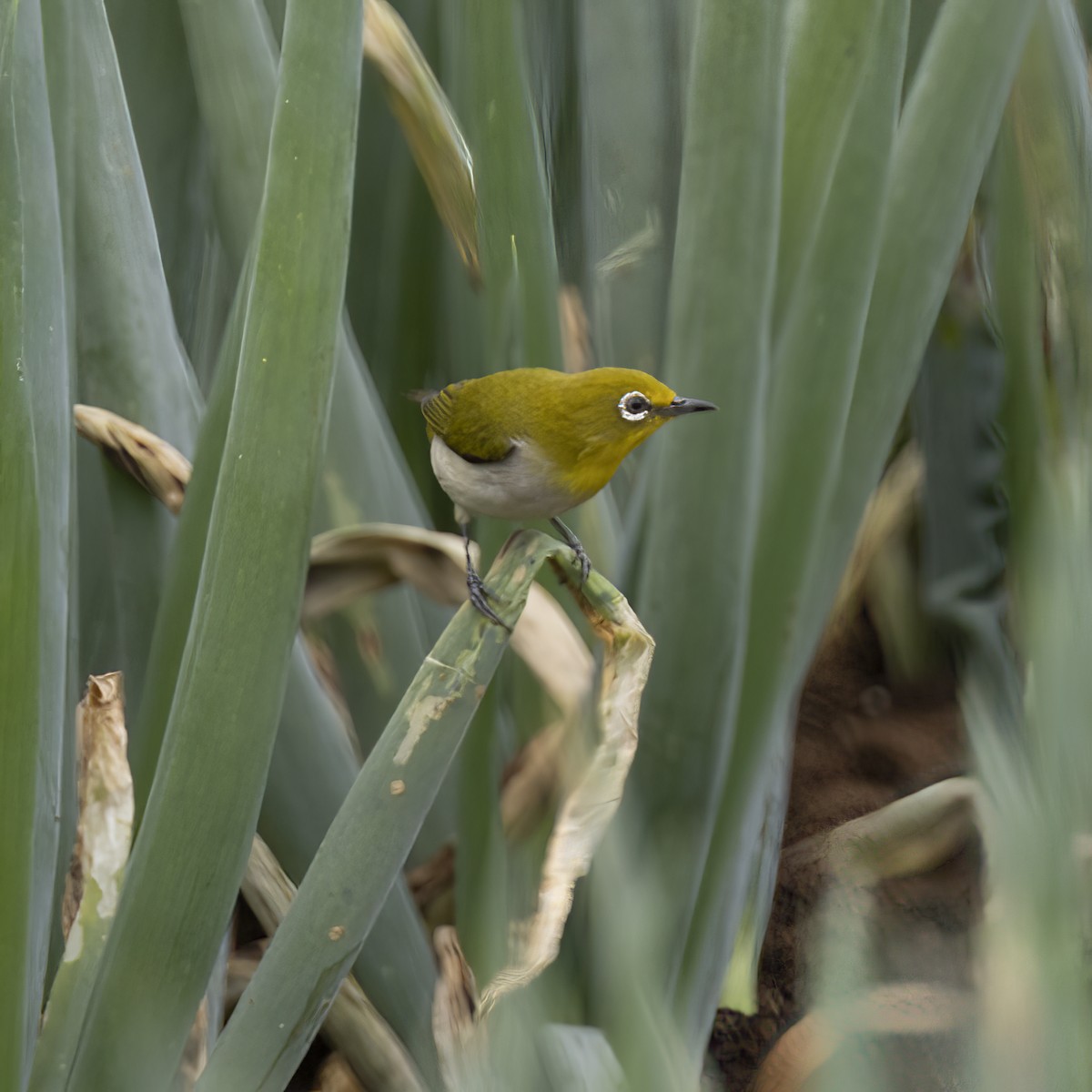 Warbling White-eye - ML641876320