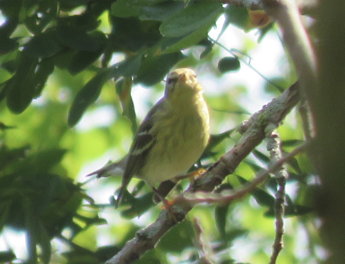Blackpoll Warbler - ML641876328