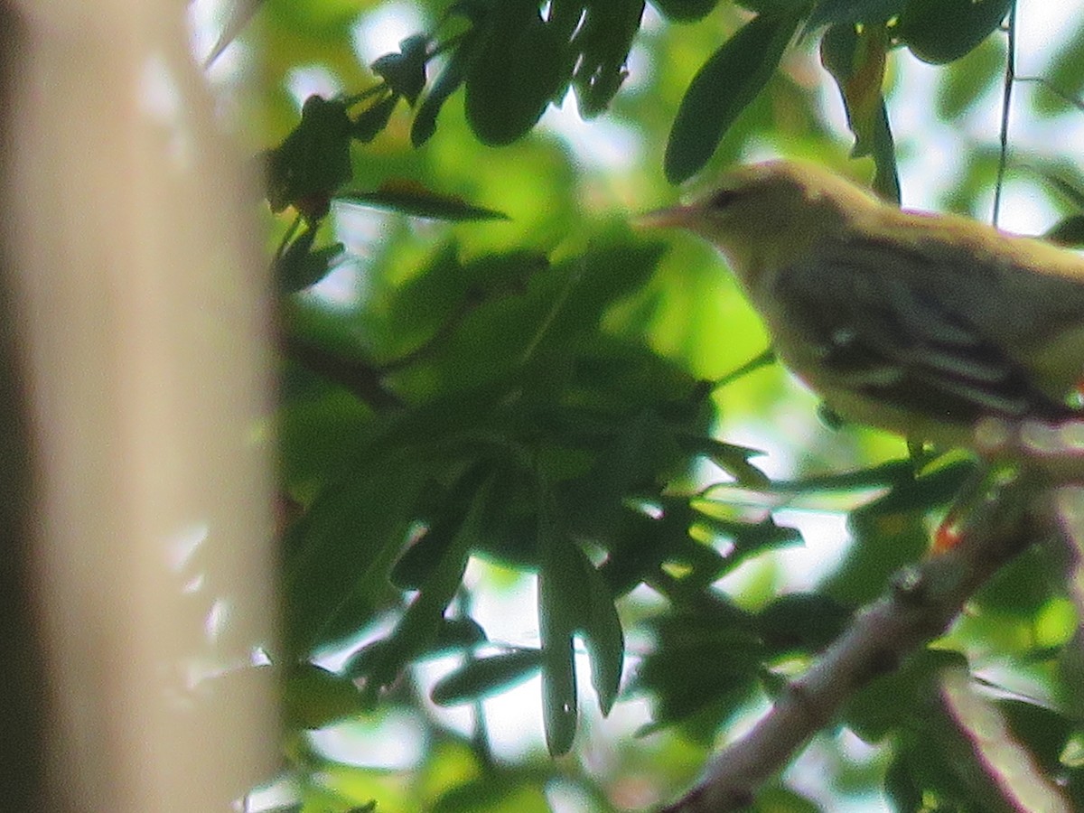 Blackpoll Warbler - ML641876329