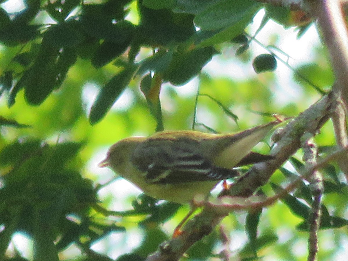Blackpoll Warbler - ML641876330